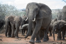WCS Statement on the UK Ivory Ban – the Ivory Act of 2018